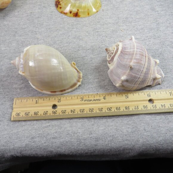 Collection of REAL Sea Shells in plastic star fish dish (over 1 pound) - Picture 6 of 12